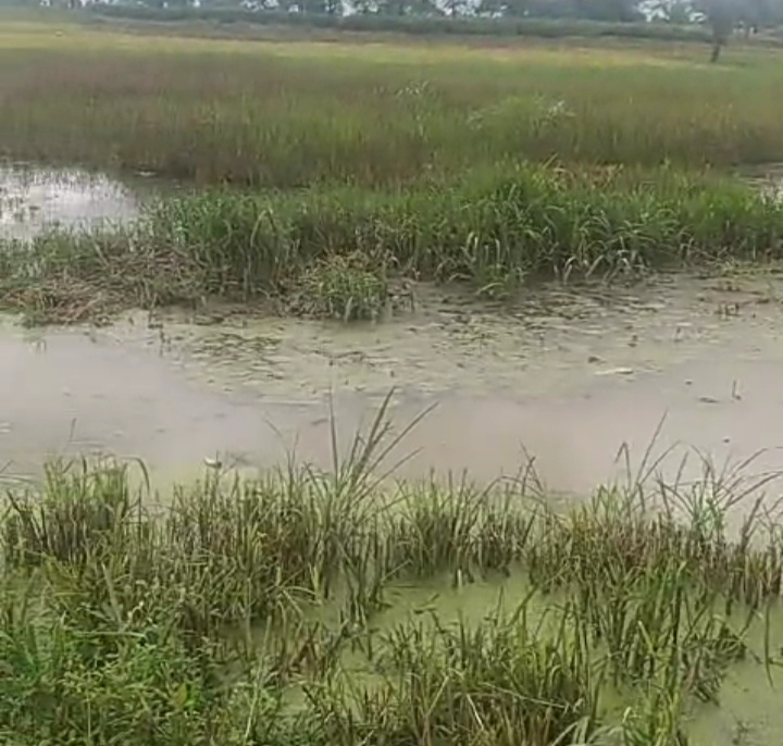 प्रशासन एव सड़क ठेकेदार की लापरवाही से भिलगुन के किसान की खड़ी फसल डूबी मुवाज़े की मांग