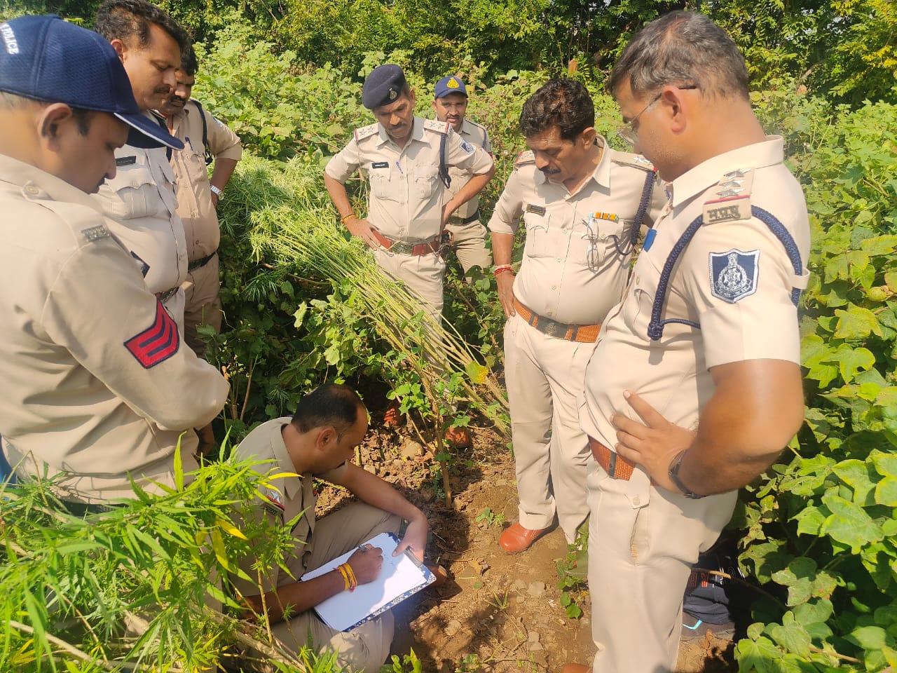 कुक्षी पुलिस की अवैध गांजे की खेती करने वालो  पर कार्यवाही 21 पौधे जप्त कीमत 1 लाख रुपये आरोपी भीमसिंह  फरार