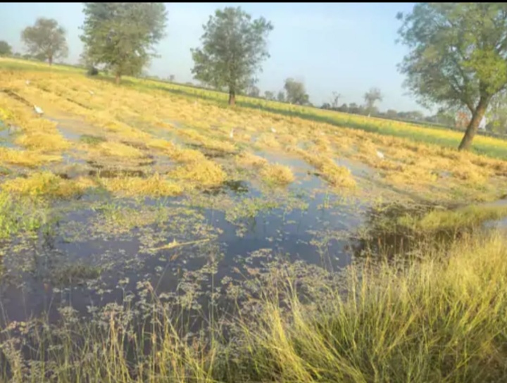 मनावर में ओंकारेश्वर परियोजना नहर क्रमांक 3 में घोर लापरवाही से सात बीघा चने के कटे हुए खेत में पानी घुसने से फसल बर्बाद हुई किसान जितेंद्र वास्कले ने मुआवजे की मांग की