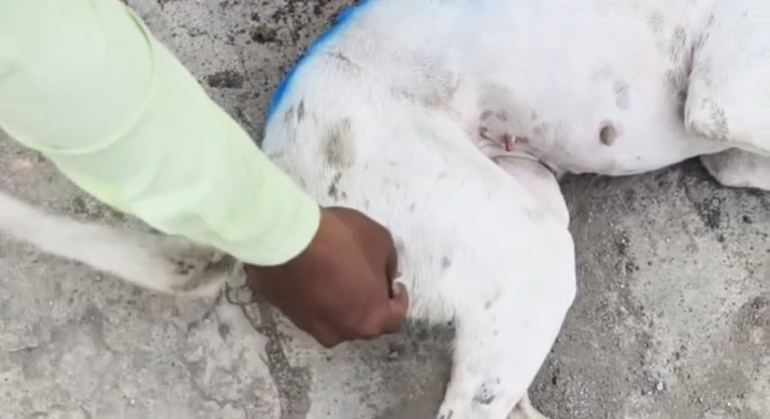 नगर परिषद अंजाड़ द्वारा आज फिर से चलाया गया आवारा कुत्ते पकड़ने का अभियान जिला कलेक्टर के आदेश से डाअमित डाबर ने किया वेक्सिनेशन