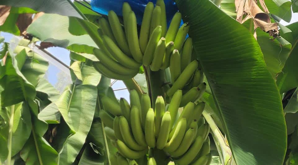 केला की एक्सपोर्ट क़वालीटी के लिए किसानों की एक दिवसीय कार्यशाला का आयोजन 15 अक्टूबर को होटल जलसा बड़वानी में किसान इसका लाभ लेवे